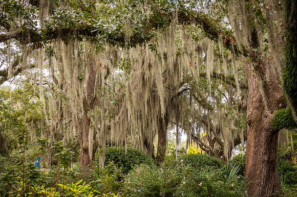 nola _DSC5988.jpg